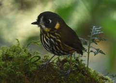 Grallaricula lineifrons