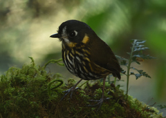 Grallaricula lineifrons