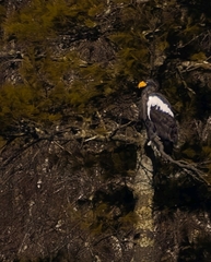 Haliaeetus pelagicus