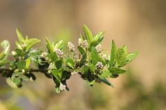 Ceanothus thyrsiflorus