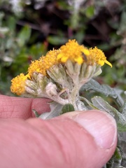 Eriophyllum staechadifolium