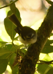 Mecocerculus stictopterus