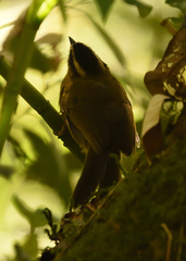 Mecocerculus stictopterus
