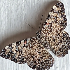 Hamadryas feronia