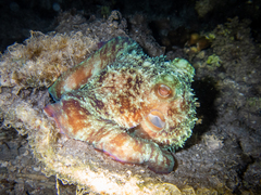 Octopus briareus