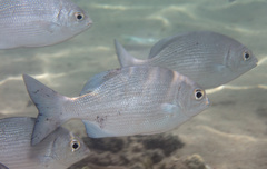 Kyphosus cinerascens