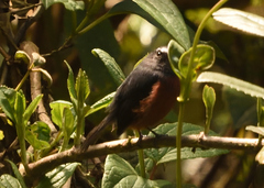 Ochthoeca cinnamomeiventris