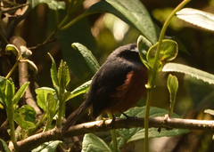 Ochthoeca cinnamomeiventris