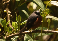 Ochthoeca cinnamomeiventris