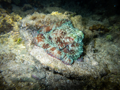 Octopus briareus