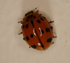 Harmonia octomaculata