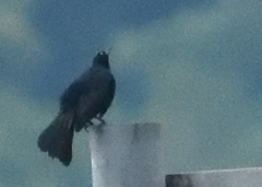 Quiscalus lugubris