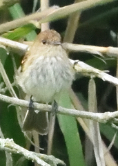Myiophobus fasciatus