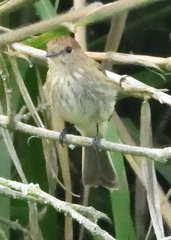 Myiophobus fasciatus