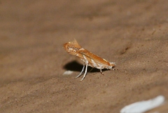 Cameraria quercivorella