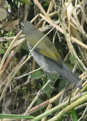 Saltator striatipectus