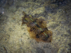 Sepioteuthis sepioidea