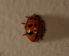 Harmonia octomaculata