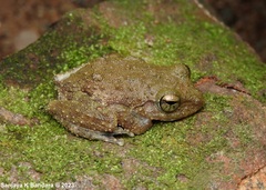 Pseudophilautus fergusonianus