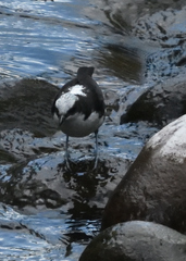 Cinclus leucocephalus