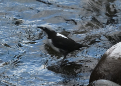 Cinclus leucocephalus