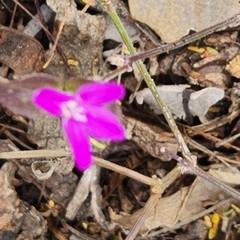 Justicia austrocapensis