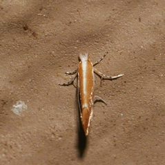 Cameraria quercivorella