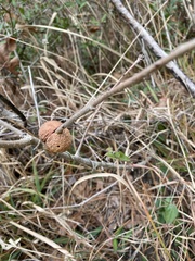 Disholcaspis spongiosa