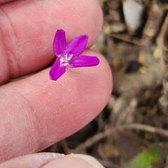 Justicia austrocapensis