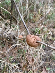 Disholcaspis spongiosa