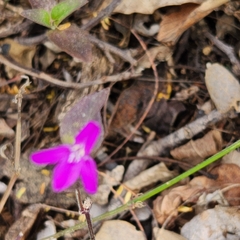 Justicia austrocapensis