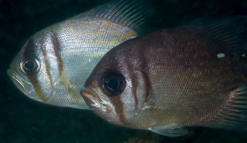 Pearl perch (Glaucosoma magnificum) — Glaucosomatidae — 5