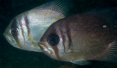 Threadfin Pearl-Perch photo 2