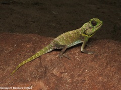 Lyriocephalus scutatus