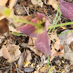 Justicia austrocapensis