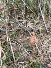 Disholcaspis spongiosa