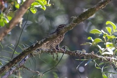 Cacomantis variolosus