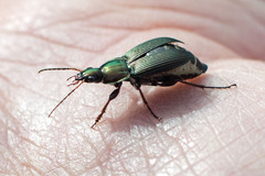 Poecilus lucublandus