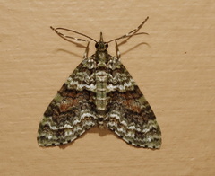 Tympanota perophora