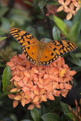 Dione vanillae insularis