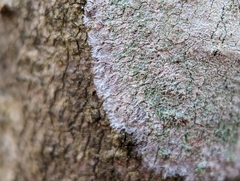 Lecanora thysanophora