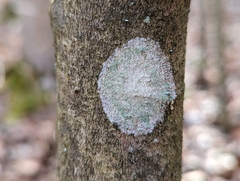 Lecanora thysanophora