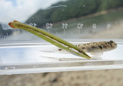 Lance tentacle goby (Oxyurichthys lonchotus) — Gobiidae — 3