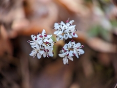 Erigenia bulbosa