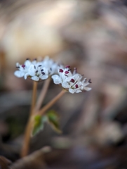Erigenia bulbosa