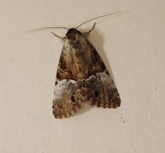 Alophosoma emmelopis
