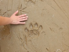Panthera tigris tigris