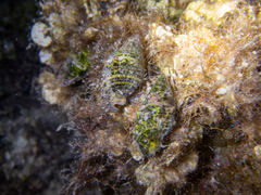 Cerithium litteratum