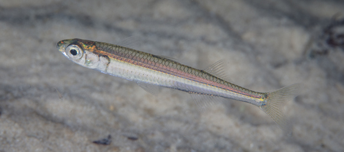 Westelijke koornaarvis (Leptatherina wallacei) — Atherinidae
