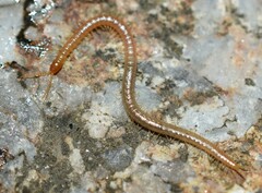 Schendylidae